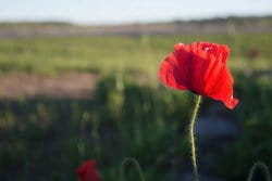 野原にぽつんと赤いケシの花が立っています。