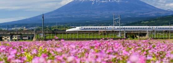 富士山を背景にお花畑の中を走る電車。