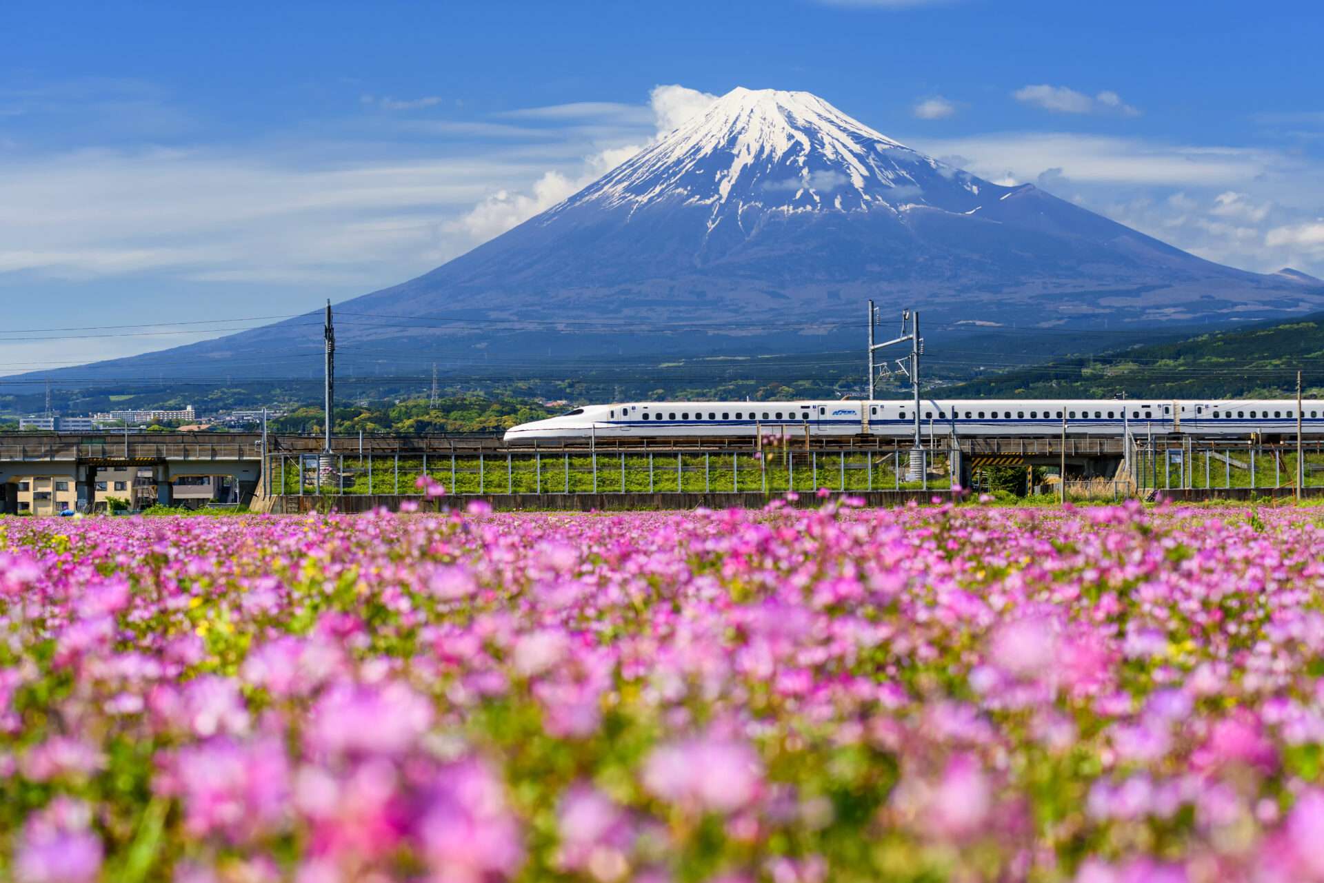 富士山を背景にお花畑の中を走る電車。