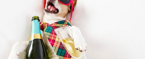 サングラスとネクタイをしてシャンパンを飲みながら英会話を楽しむ犬。