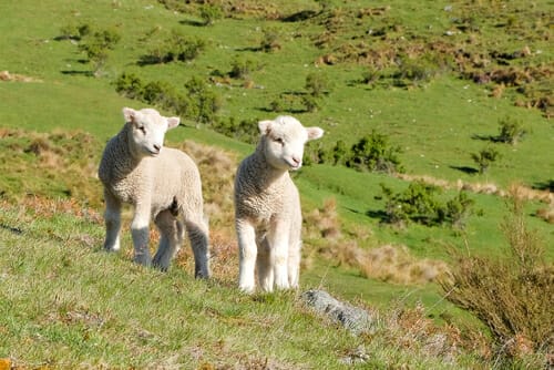 芝生の丘で英会話をしながら草を食む2頭の子羊。