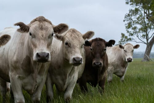 草原に立つ牛の群れ、日本語。