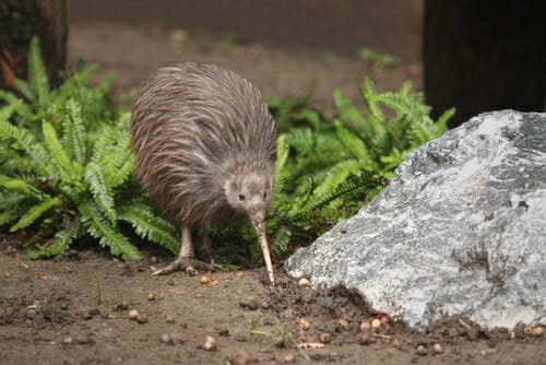 キウイが岩の隣に立って英会話をしています。