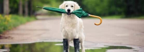 犬が傘を持って水たまりに立っています。