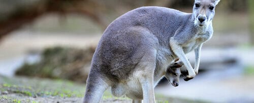 カンガルーの赤ちゃんが地面に立っています。英語