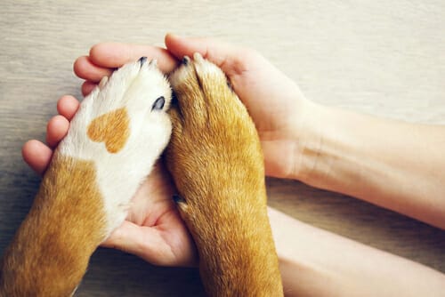 犬の足が両手で握られています。