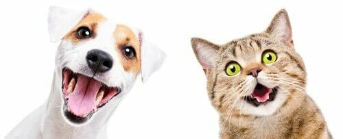 2匹の犬と1匹の猫が口を開けています。