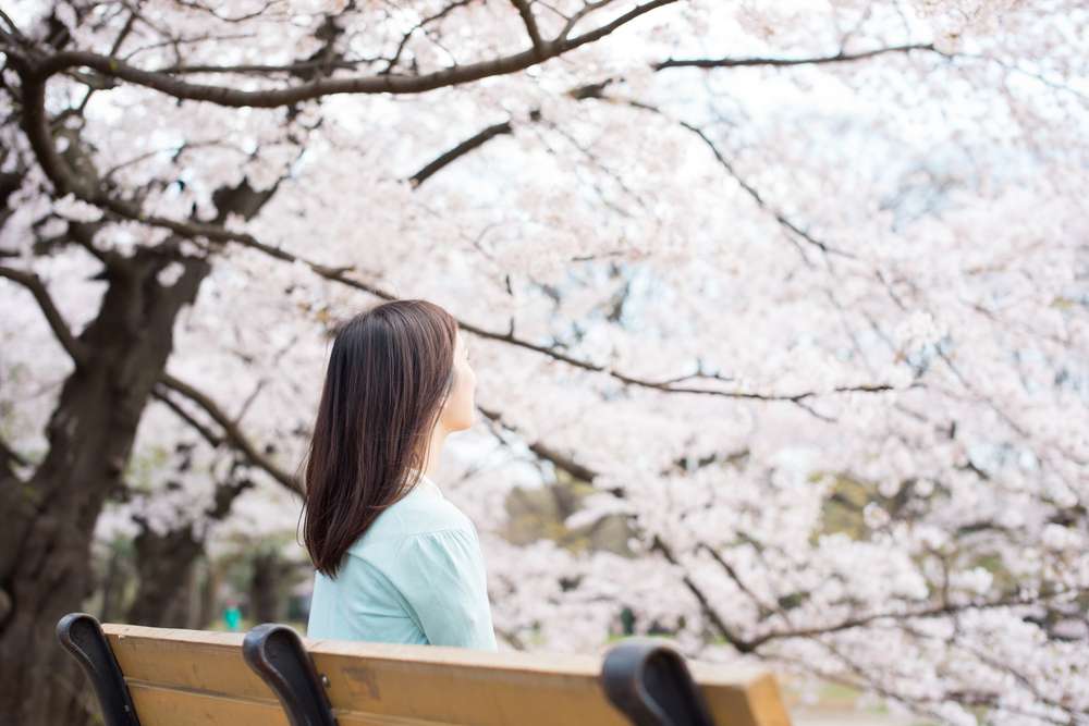 ベンチに座って、咲いている桜を眺め、その美しさに思いを馳せている女性。