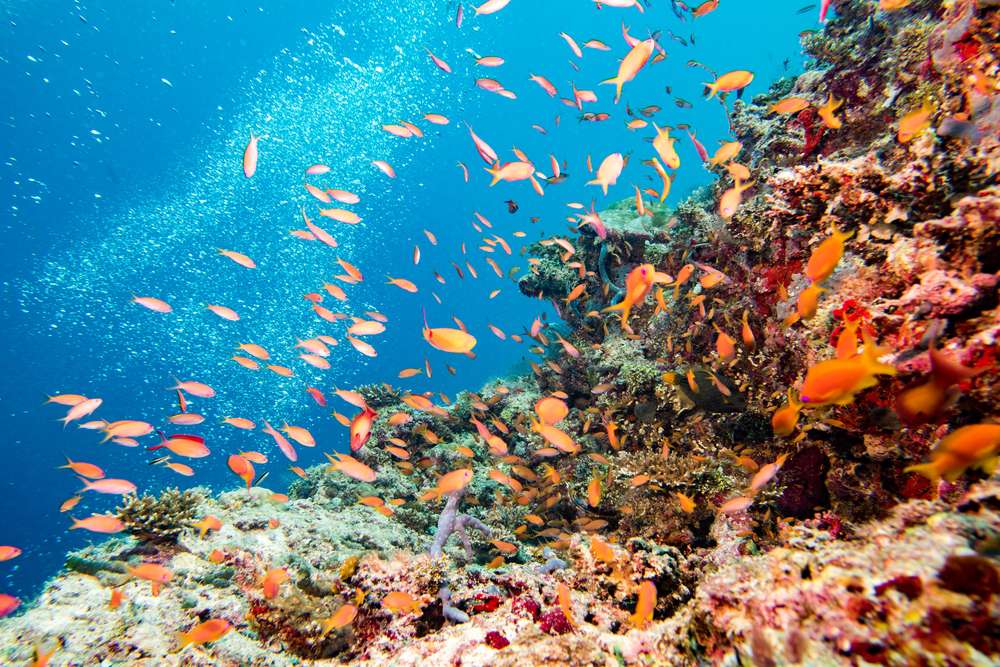 鮮やかなオレンジ色の魚たちが、澄んだ青い海の中の色とりどりのサンゴ礁の周りを泳ぎ回り、まるで日本の絵画のような水中の光景を作り出しています。